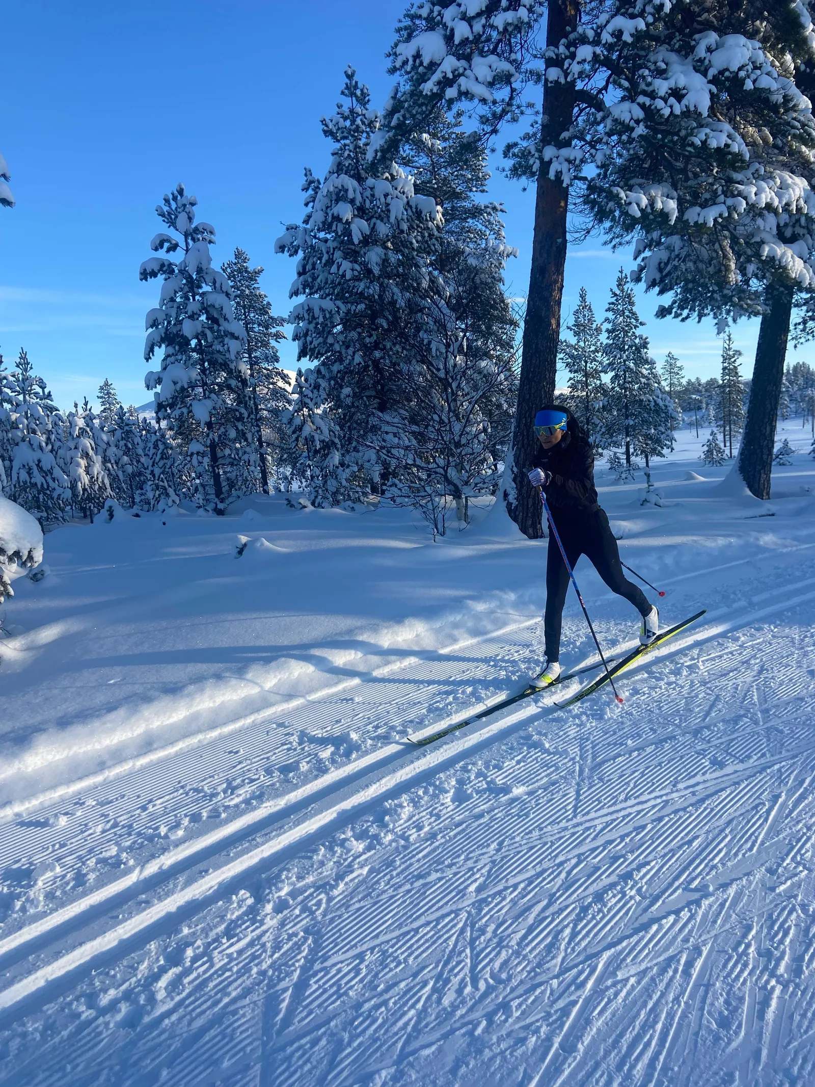 Set classic tracks running away through deep snow and heavily laden pines, a skier small in the distance.